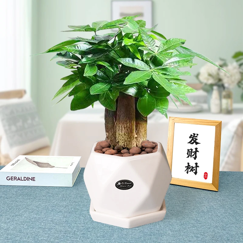 发财树陶瓷盆栽室内办公桌面生长绿植好养耐旱鲜活季节美化实物