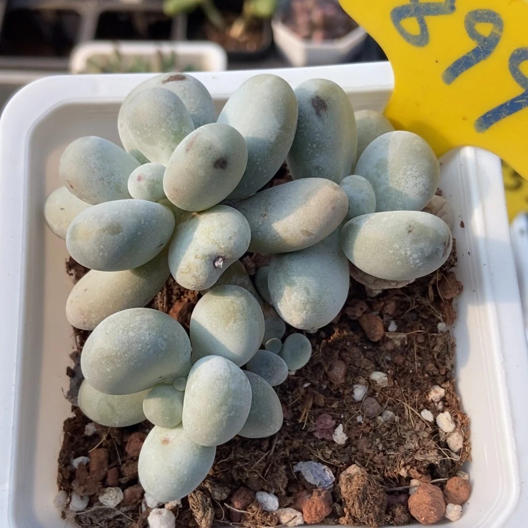 899大叶奶多肉植物保护