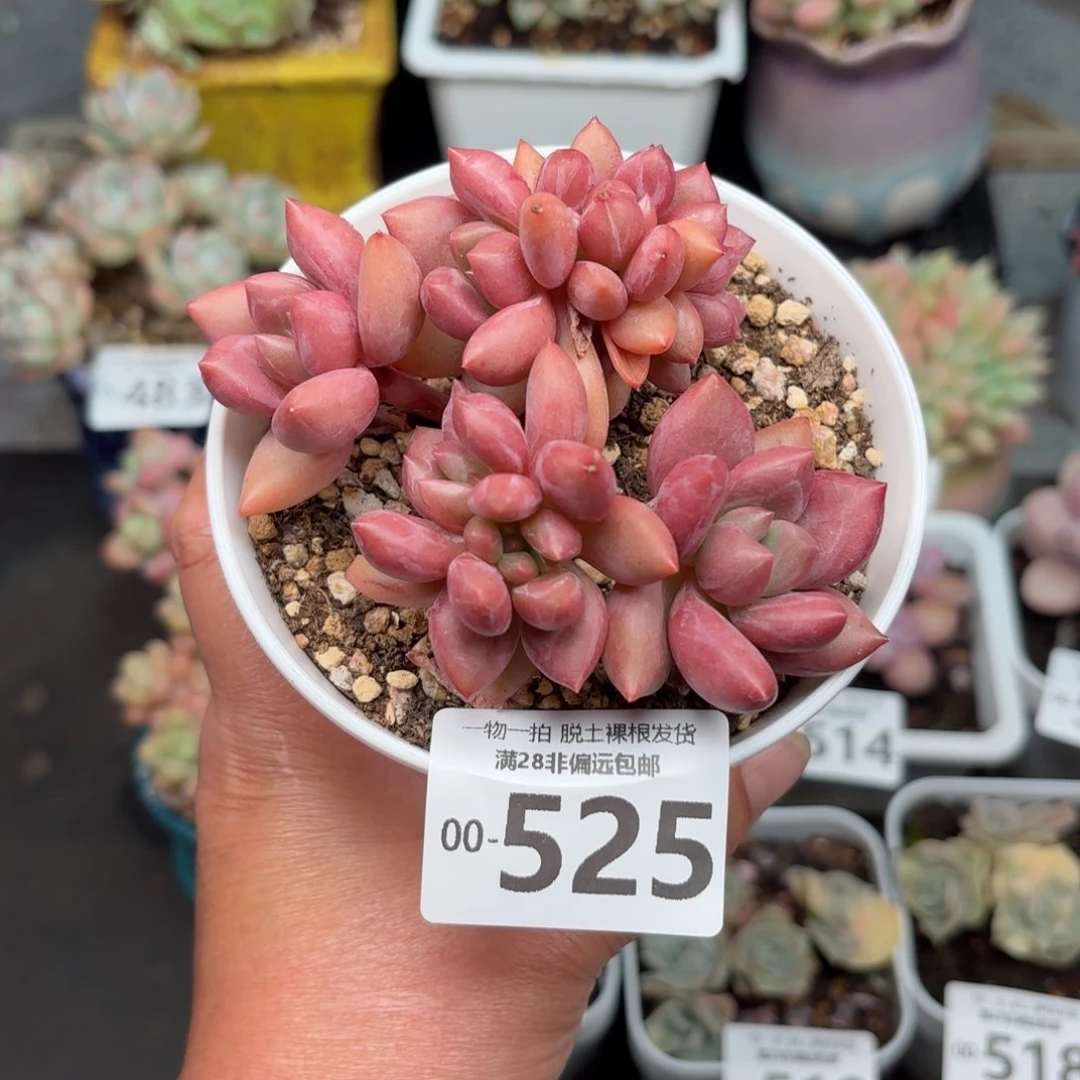 桃花源缀化多肉多