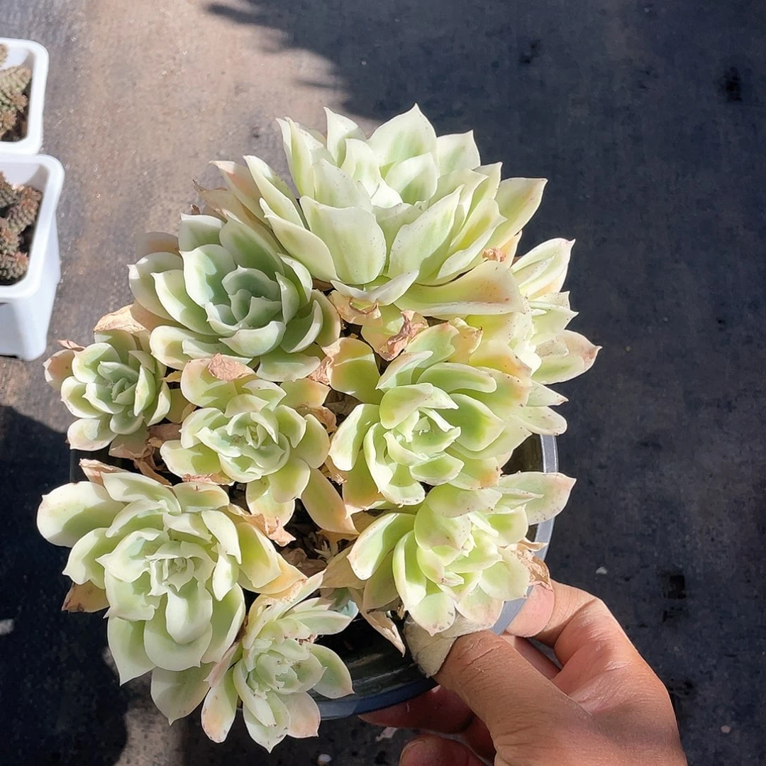 风***云柠檬玫瑰锦老桩带盆发货