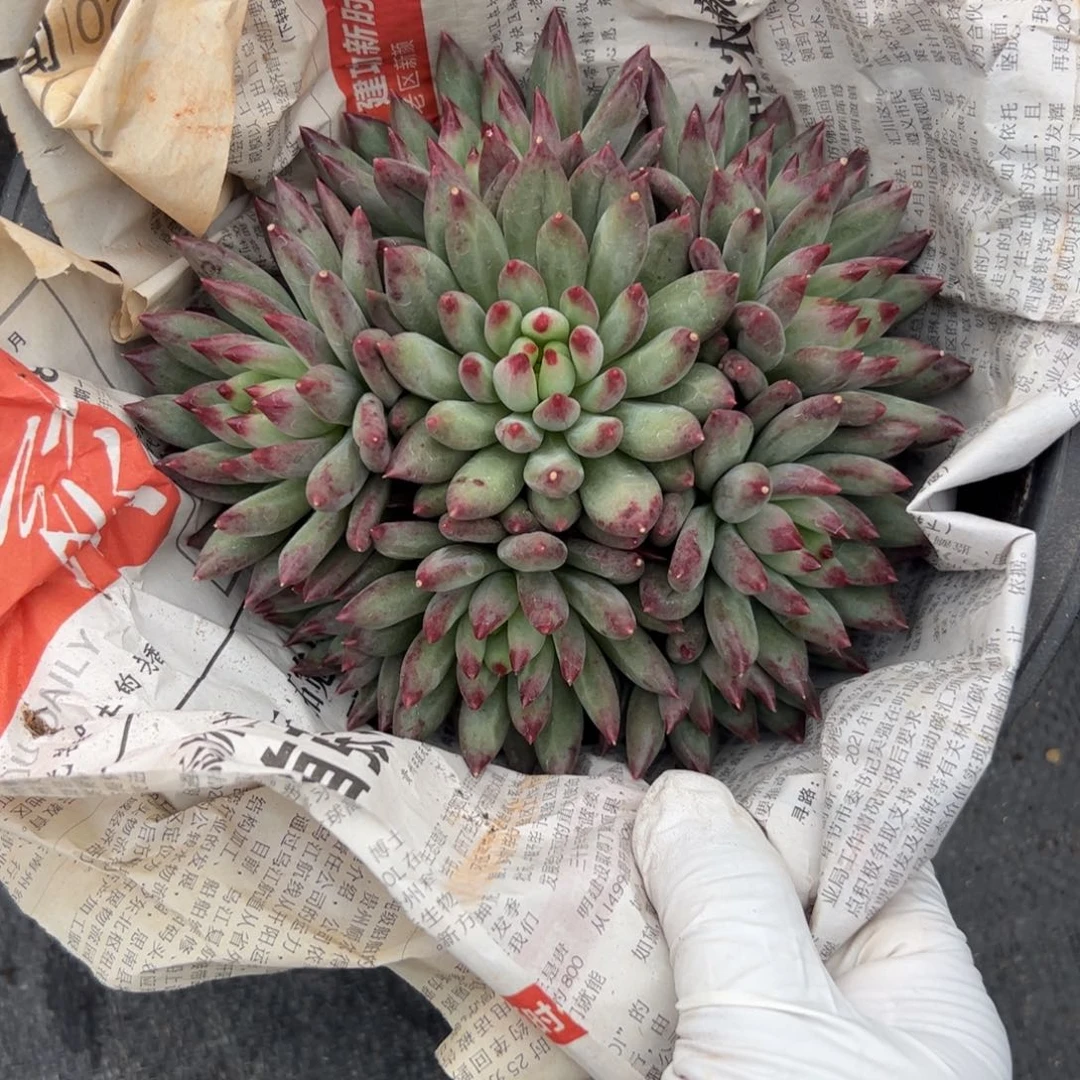 二代虞美人多肉植物