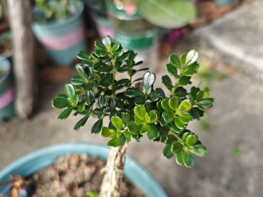 凤米黄杨盆栽带盆带土四季长青室内外耐寒绿植