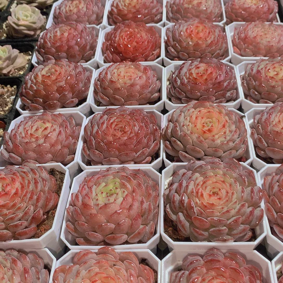 白胖子34678990000000