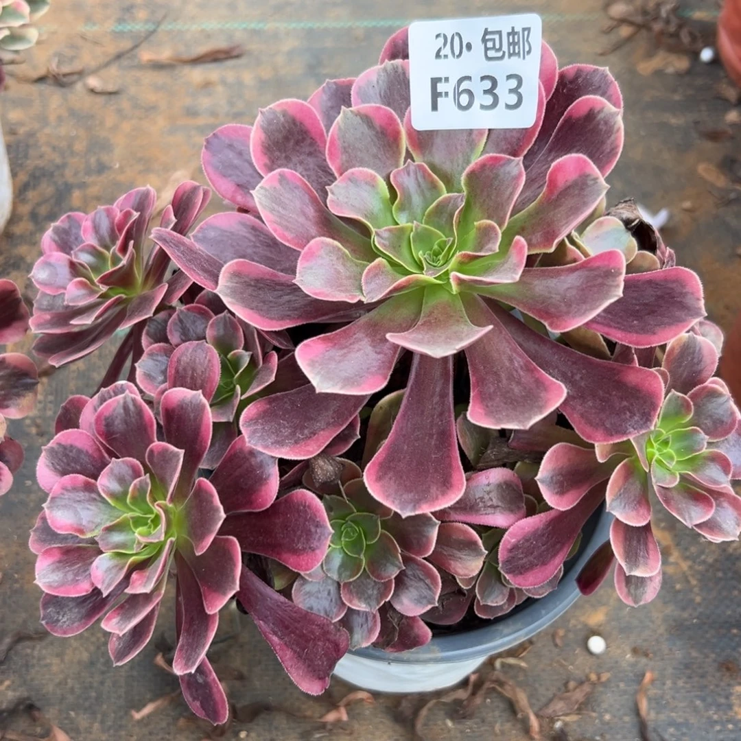 633凤冠，多肉法师