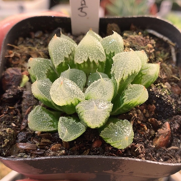 1号全窗白帝城一物一拍