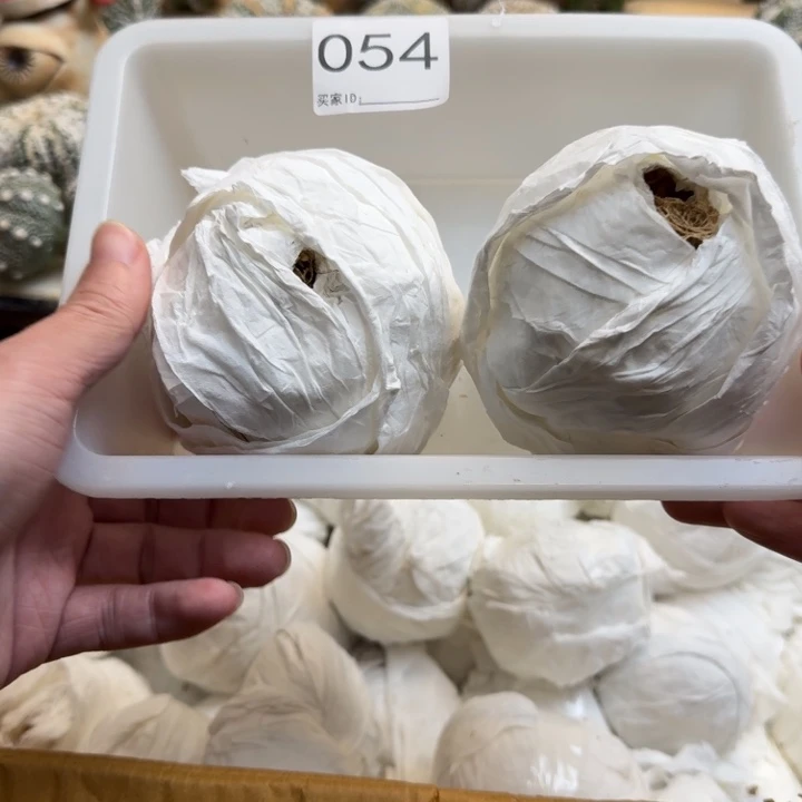 兜星球仙人球054号