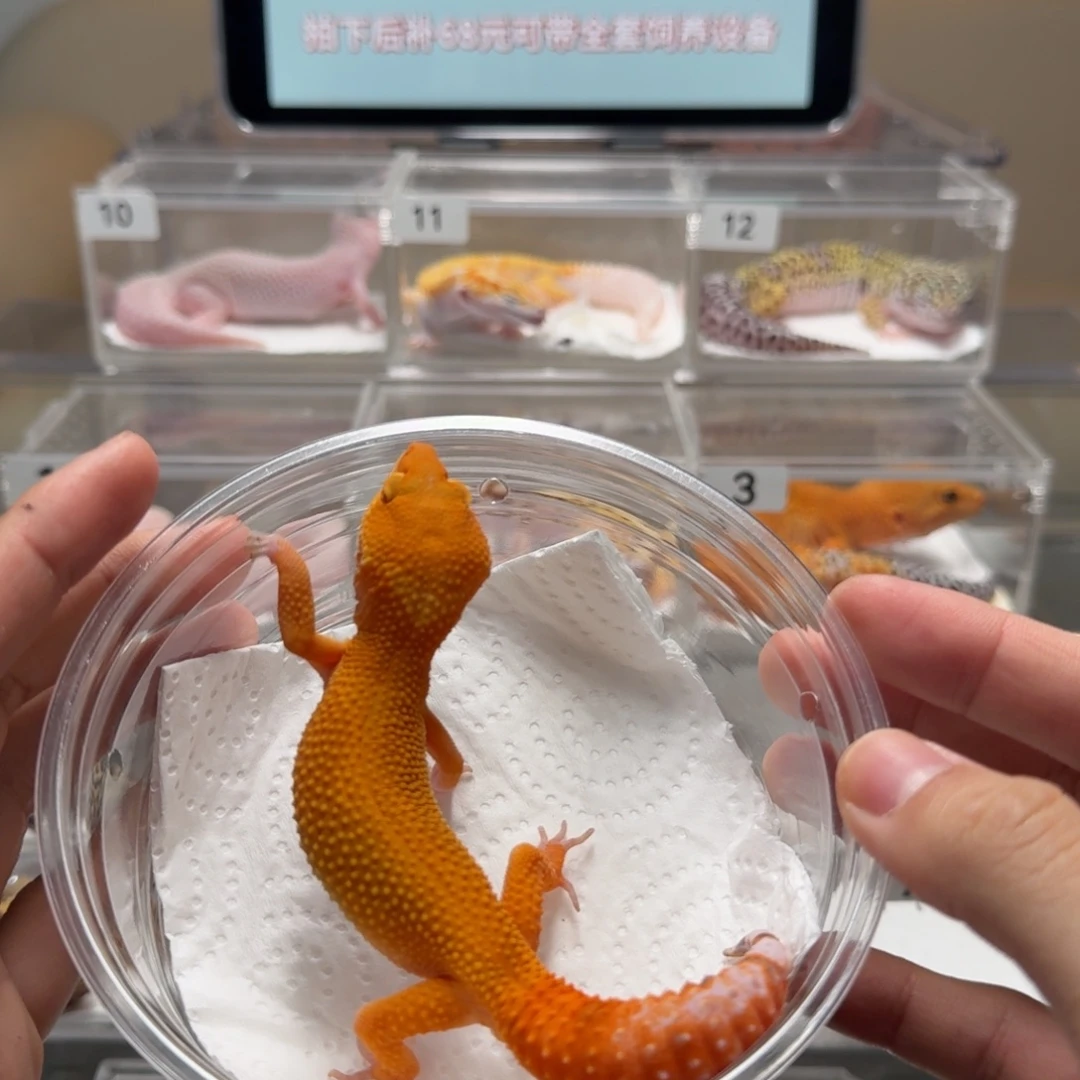 豹纹守宫血蜜桔弟弟