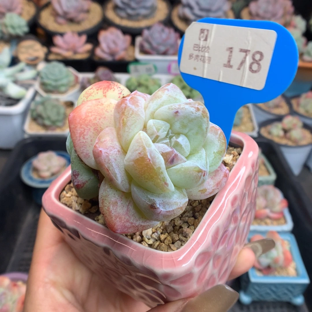 会***年178双头冰玉石化多肉植物
