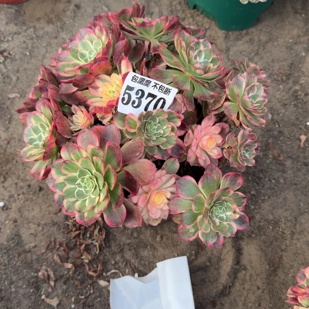 法师丘比特 5370 16-4