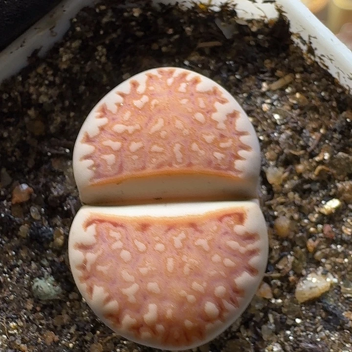 生石花2//。在。 58号