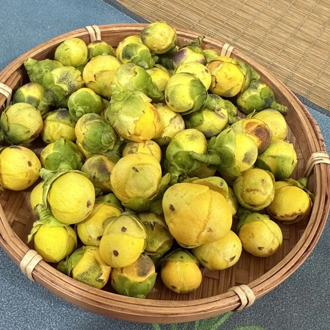 小黄土特产≈国宝(金茶花)