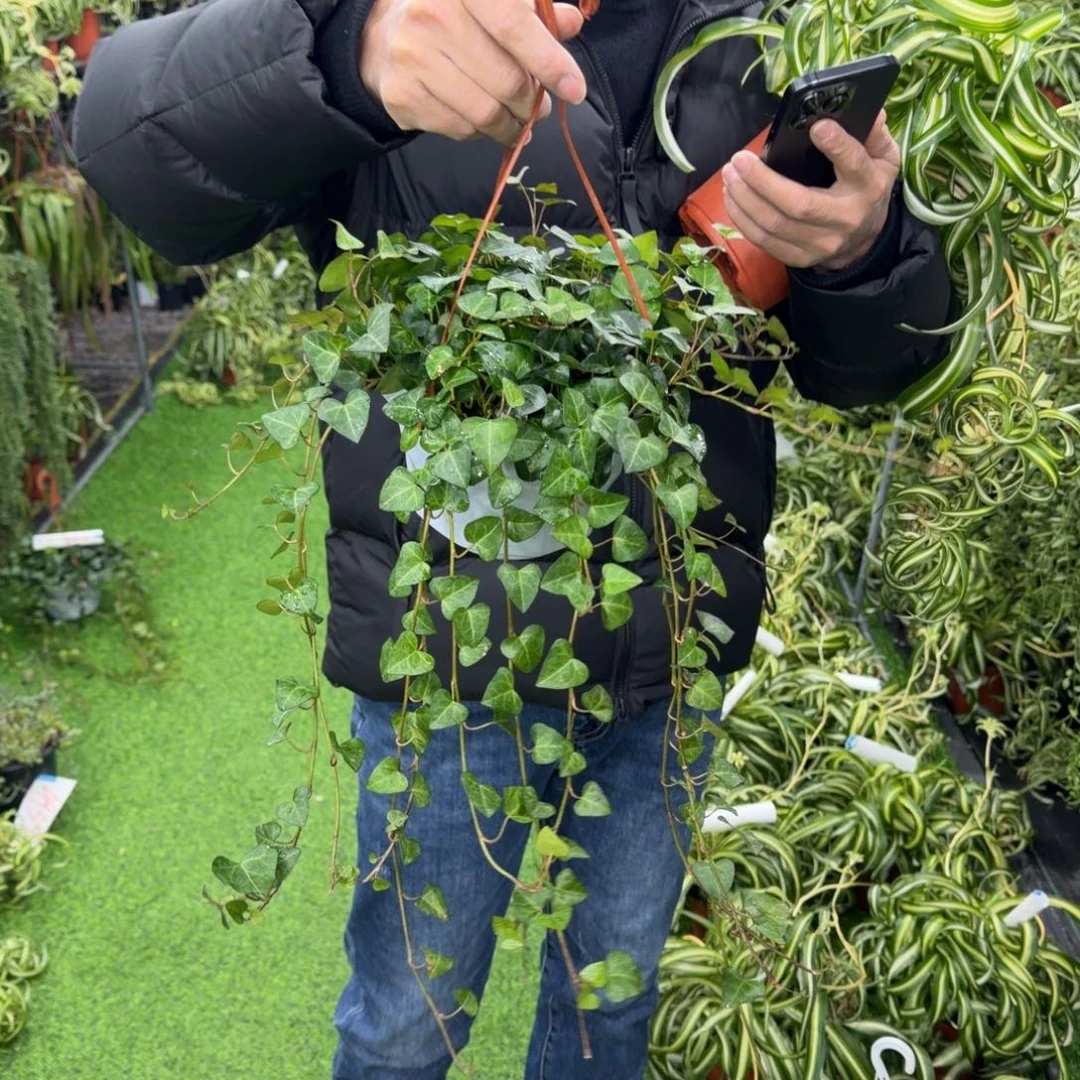 完全开放心叶常春藤