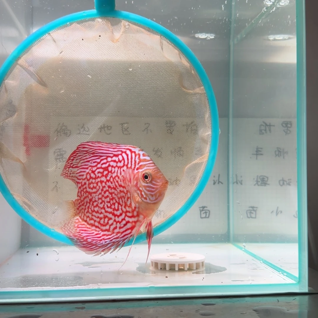 七彩神仙鱼肉身7-8偏远地区不拍