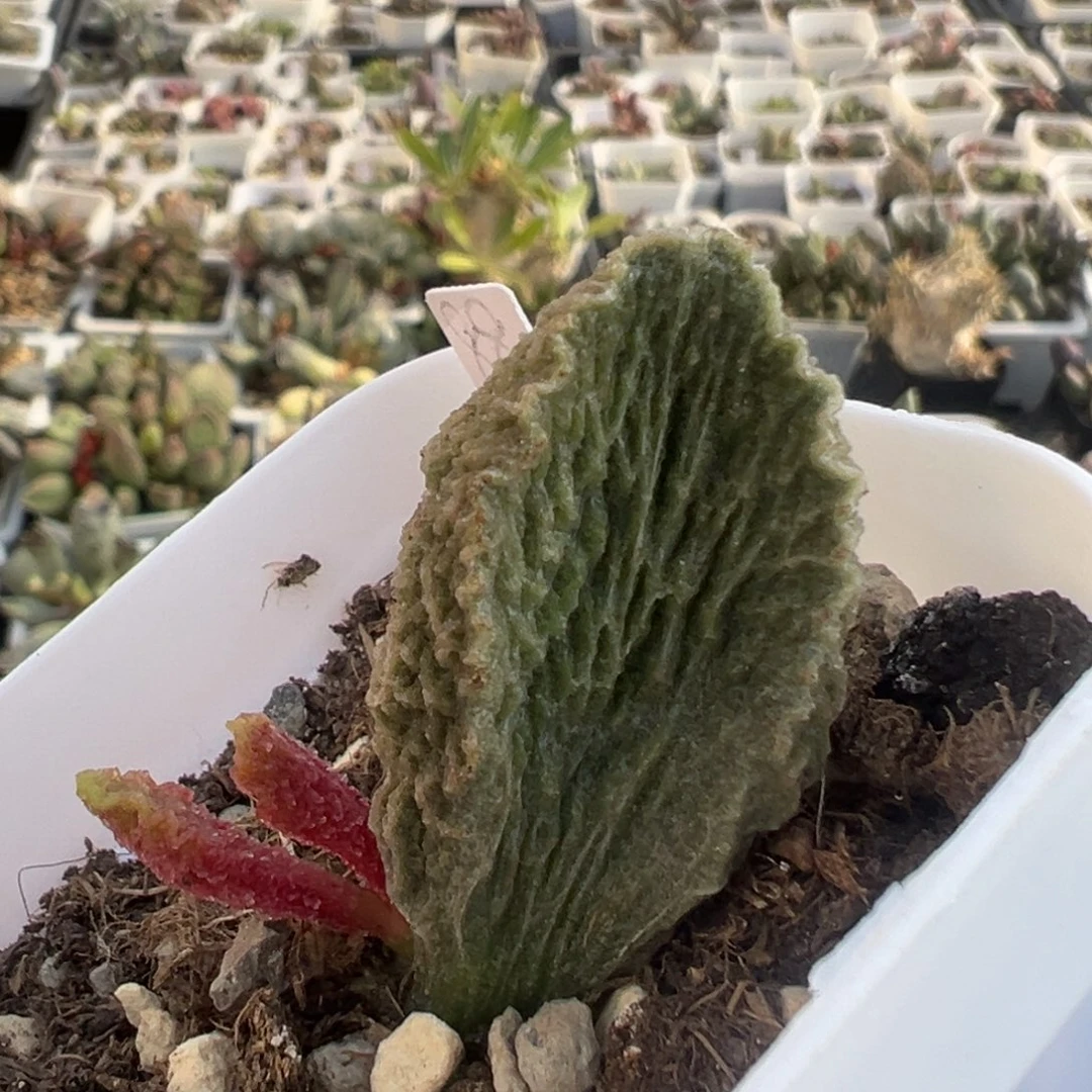 拉丝纹多肉植物水泡85