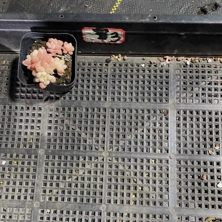 W***)3号筐嗲盆土发货一个