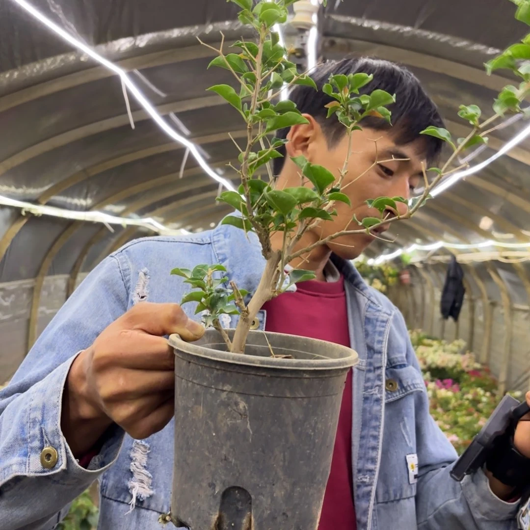 好***安完全开放（蒙日落）三角梅会落花落叶苗有大有小