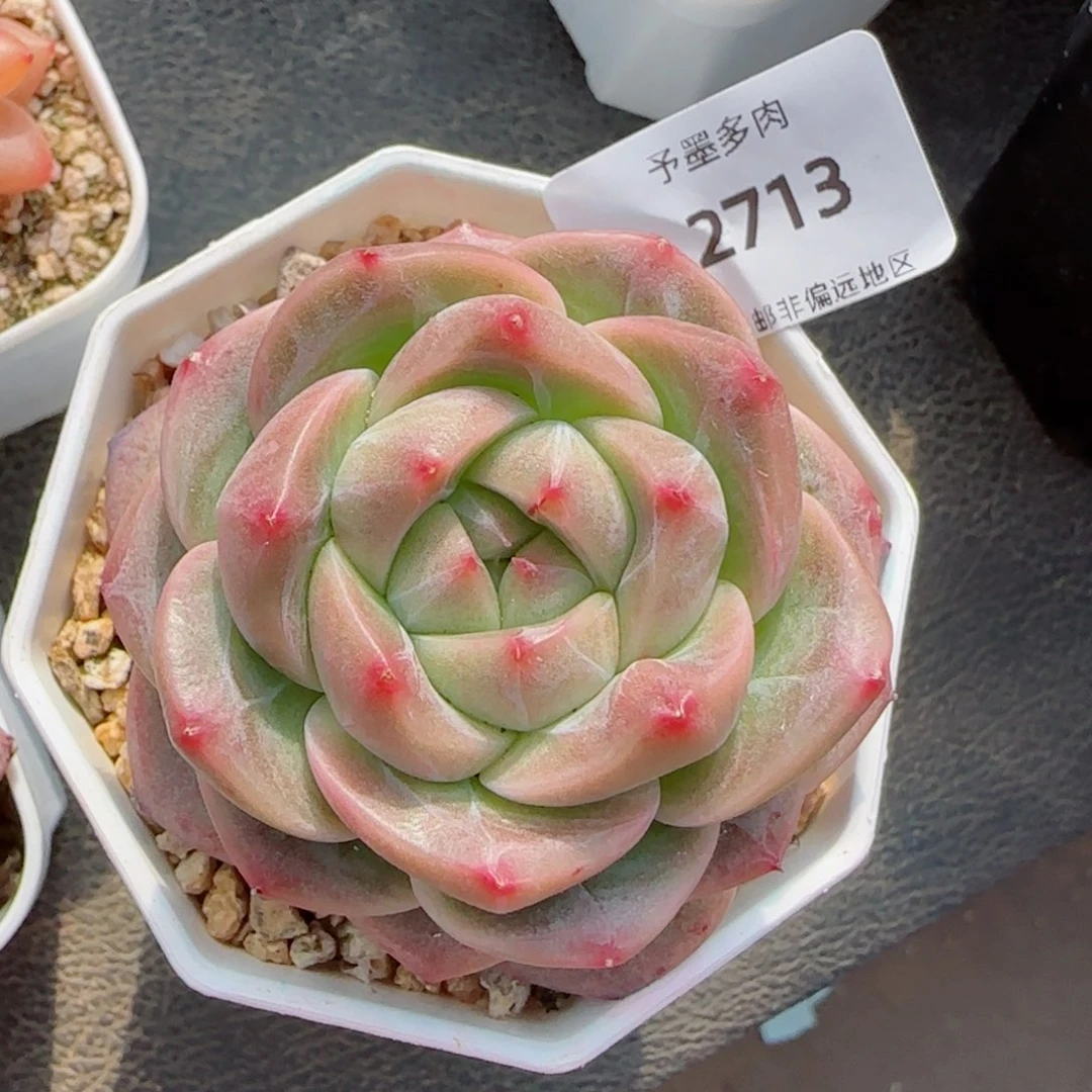 一帘幽梦，2713多肉植物