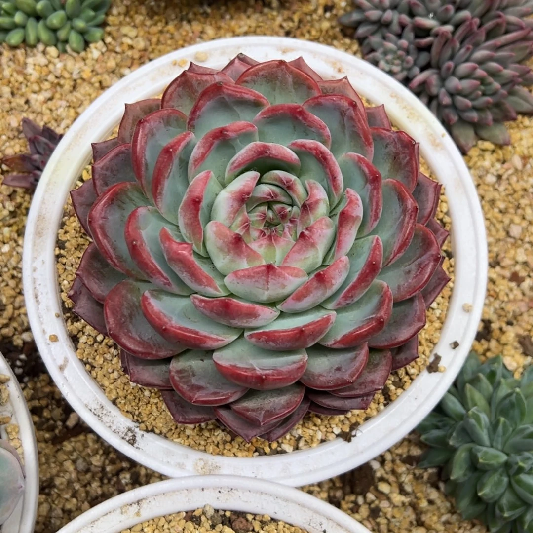 红鸾 单头 夏鸣园艺