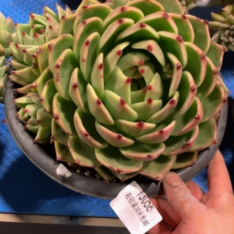 肉*蓝龙13058多肉