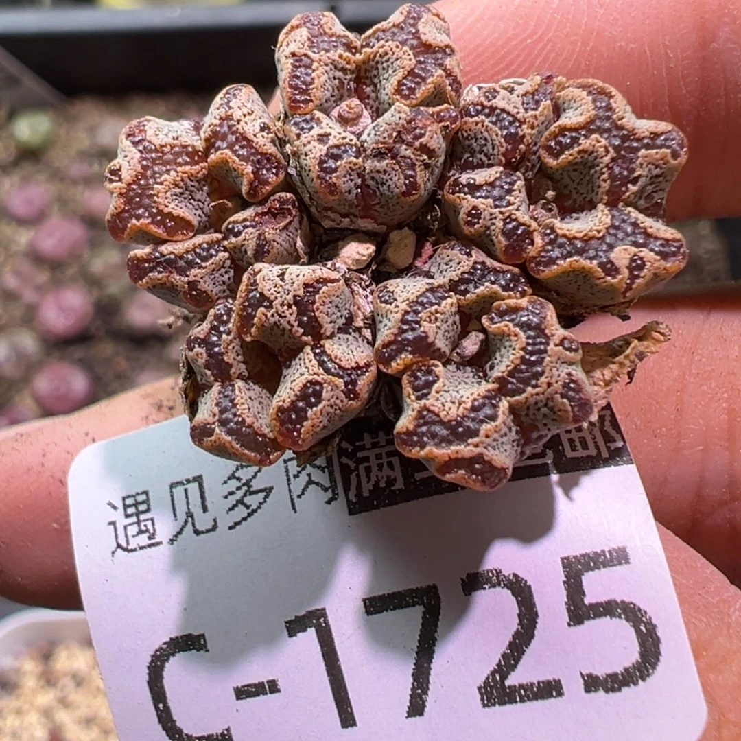 多肉植物1111111111111
