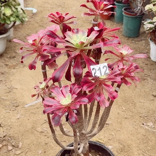 212美杜莎嫁接老桩法师