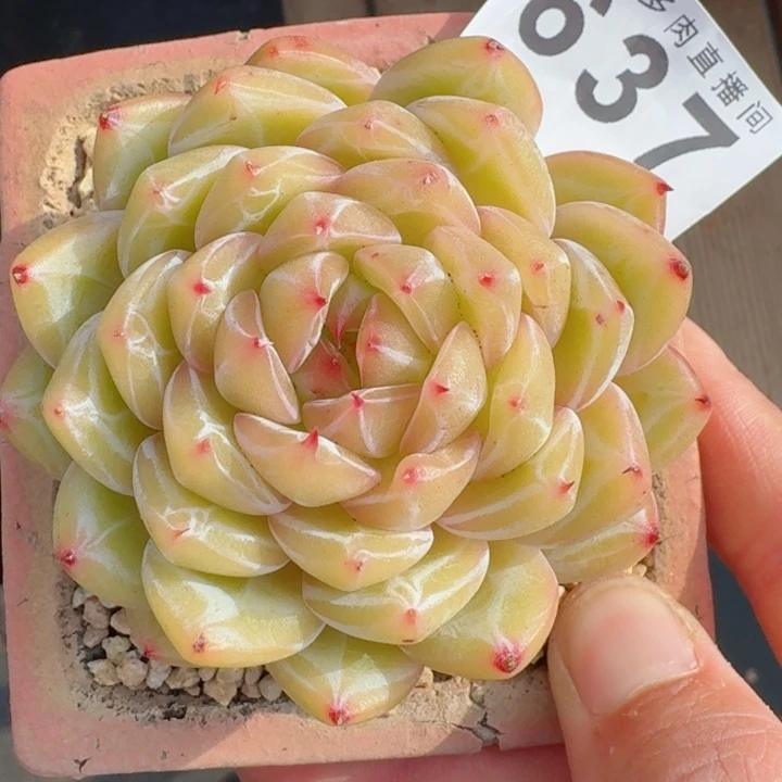 雪花珍妮模特         精控精养多肉植物