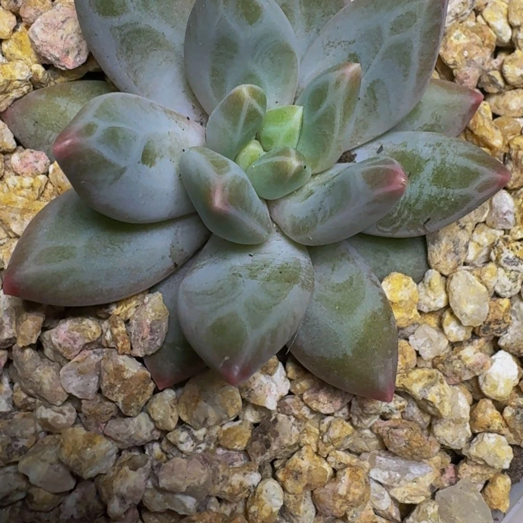 刘*新品暗纹美人多肉