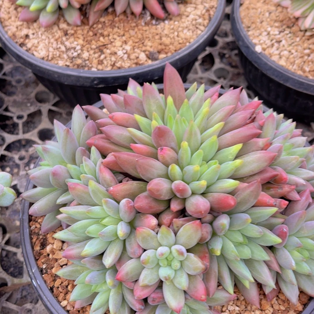 海***燕多肉美人海姐1111