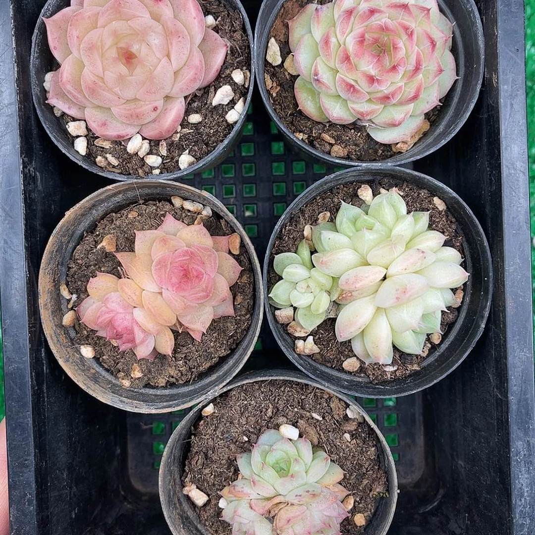 多肉一物一拍27-173