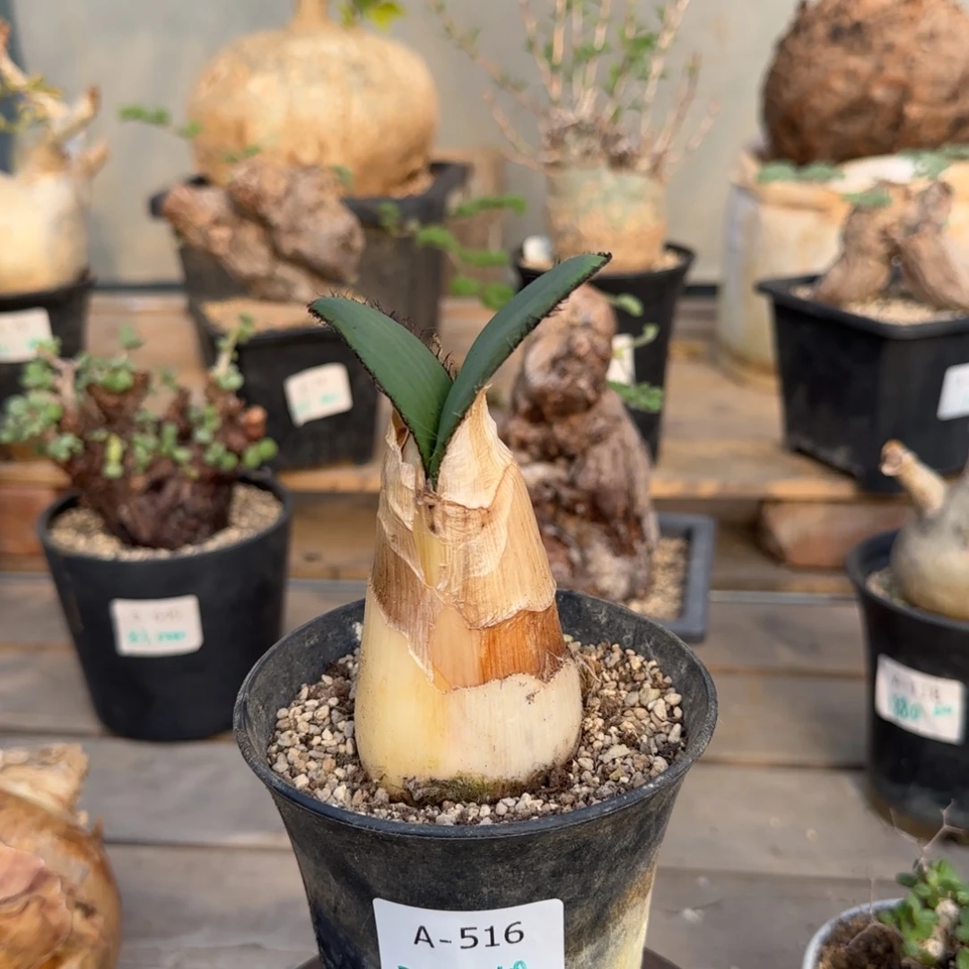 516斑刺花盏块根植物