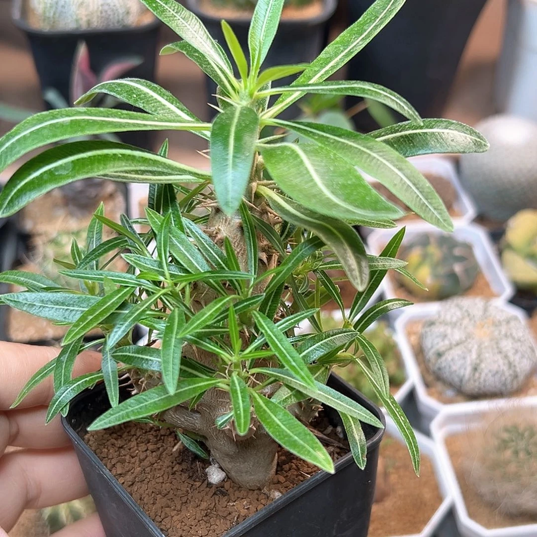 无花朵凯迪棒槌一颗一颗