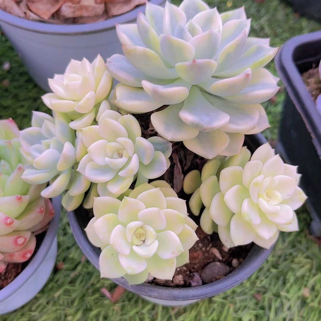 汀克贝尔锦888888888888888