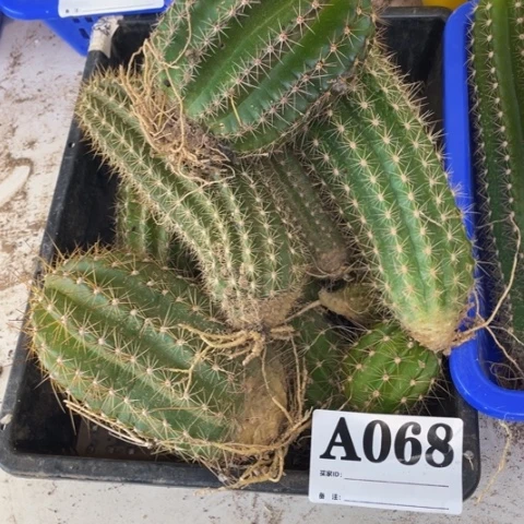 瑕疵毛花柱a 068
