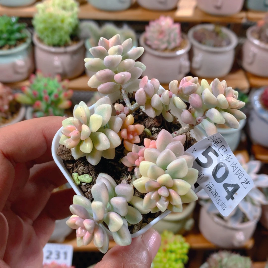 小尾巴多肉园艺迷你拇指盆栽y504