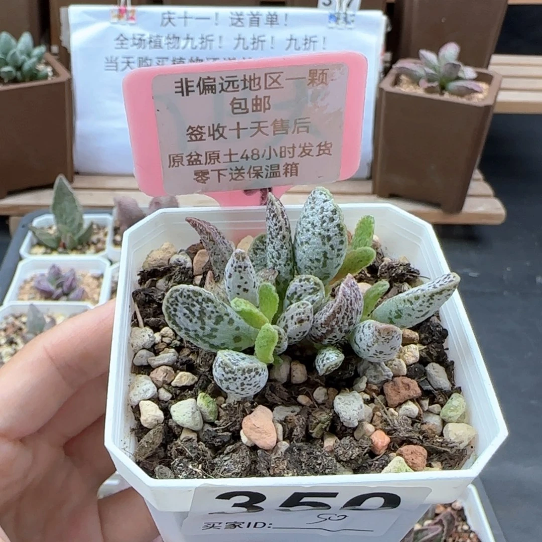 350花岗岩多肉植物