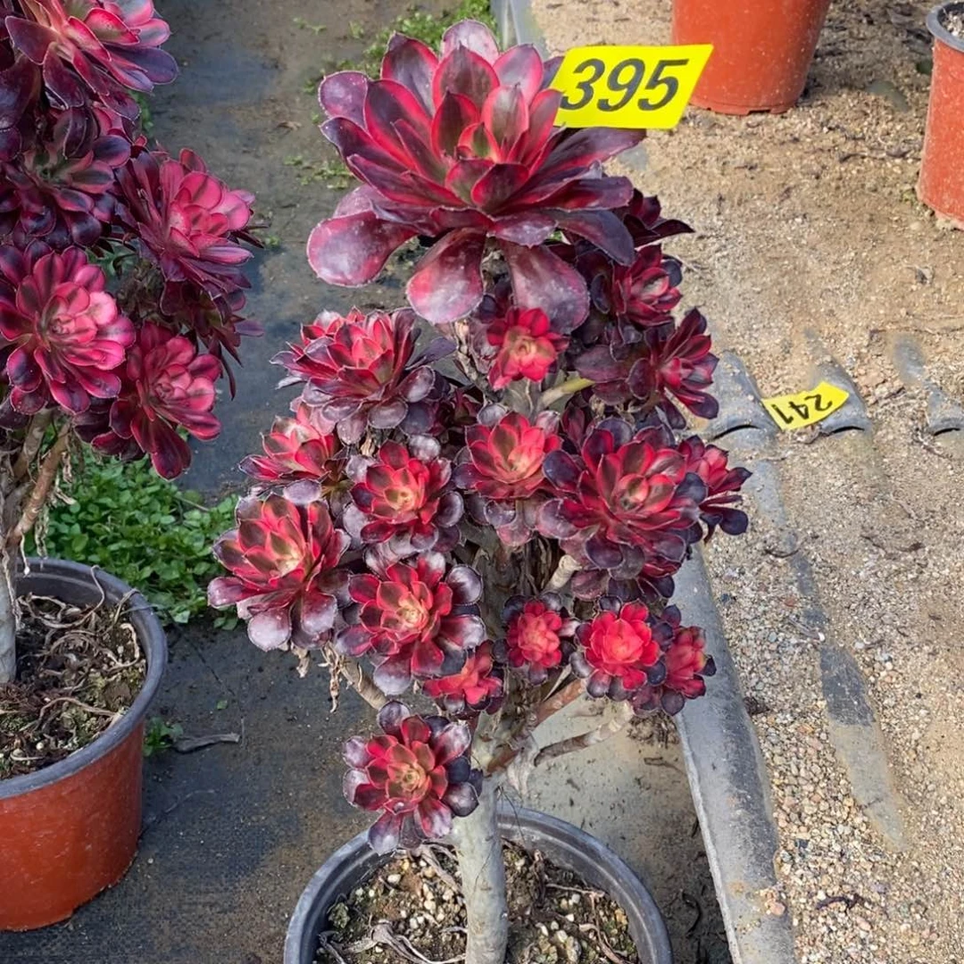 香奈多肉法师395