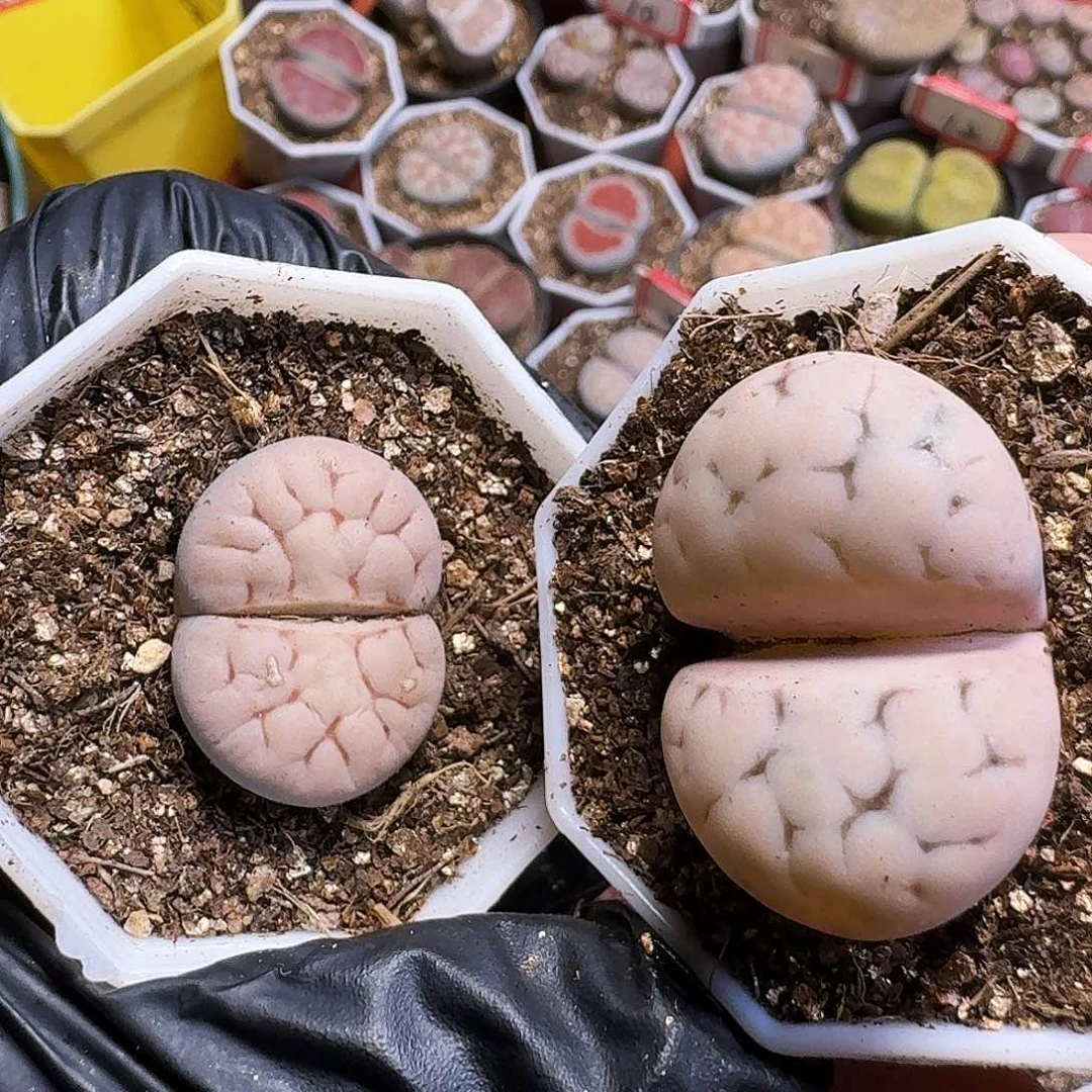 巨***笑生石花1111111。  189