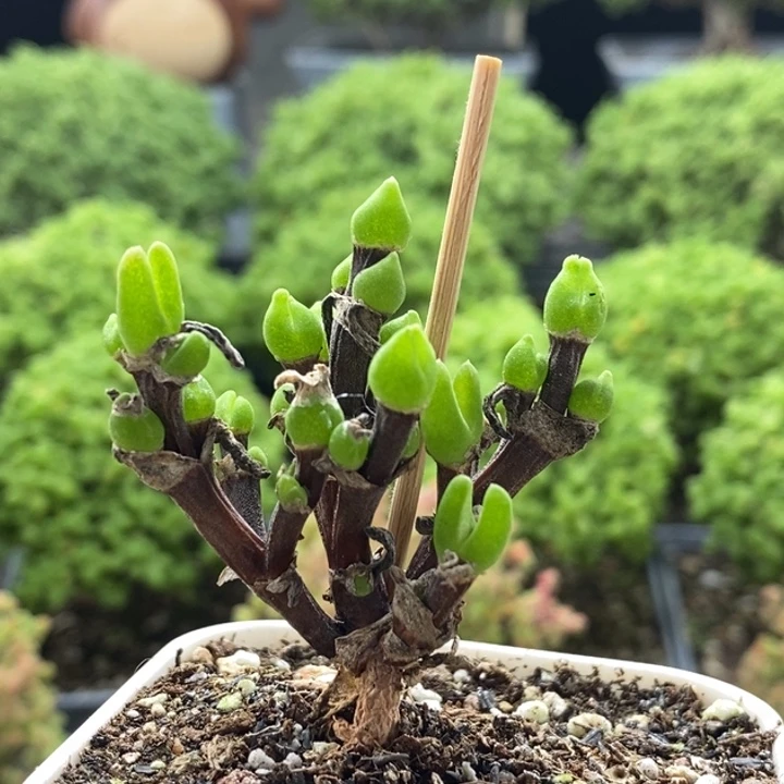 福利枝干兔子8113