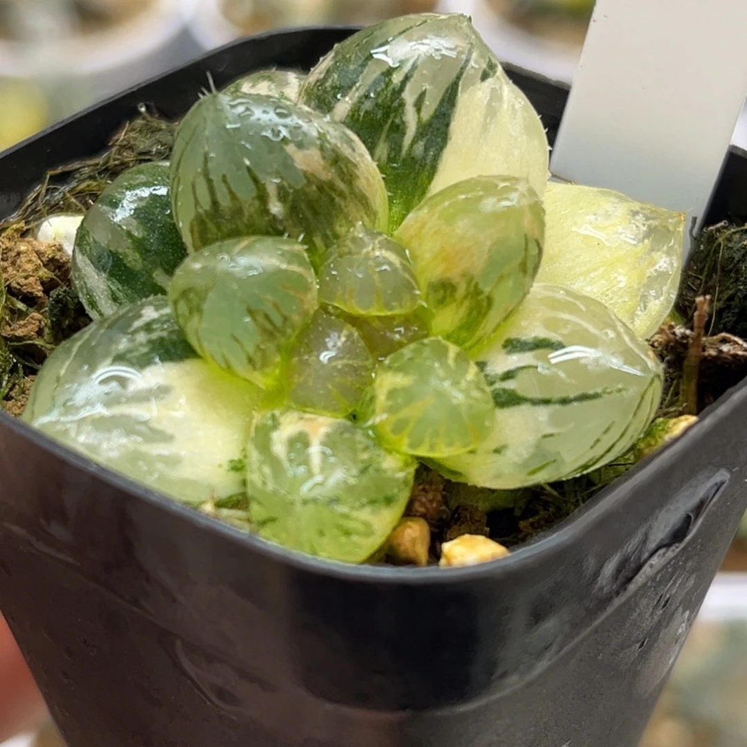 1不知名玉露锦福利专场