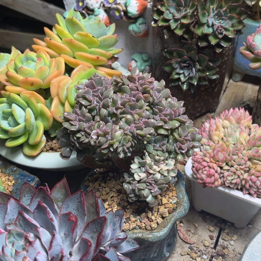 雪精灵锦缀多肉植物duochibo