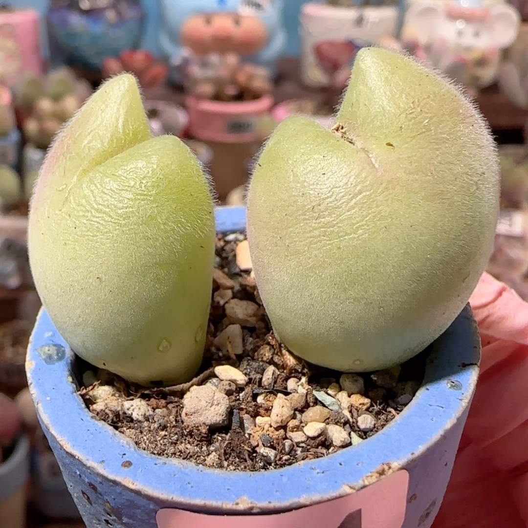 可爱蟹钳 带盆土一起