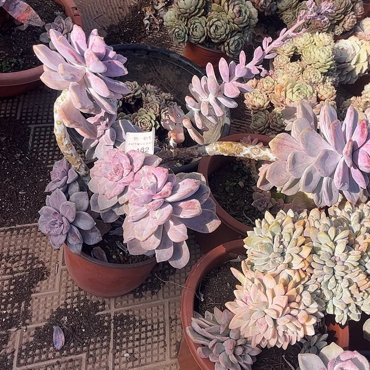 紫乐石化锦，一物一拍