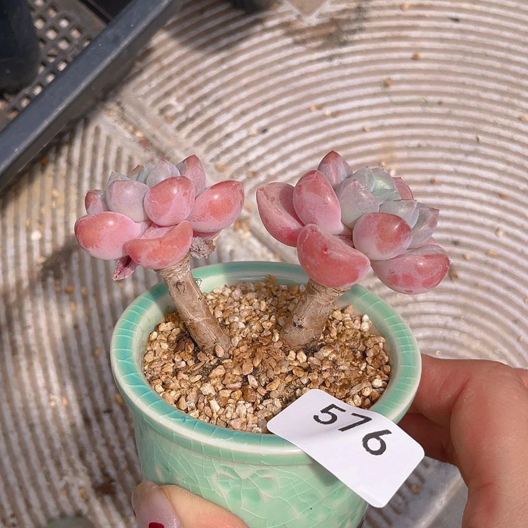 576。 爱丽儿。