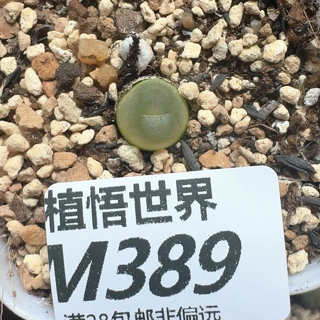 多肉植物的润泽发