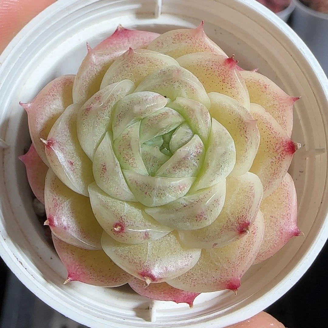 多肉1221-124麦秆