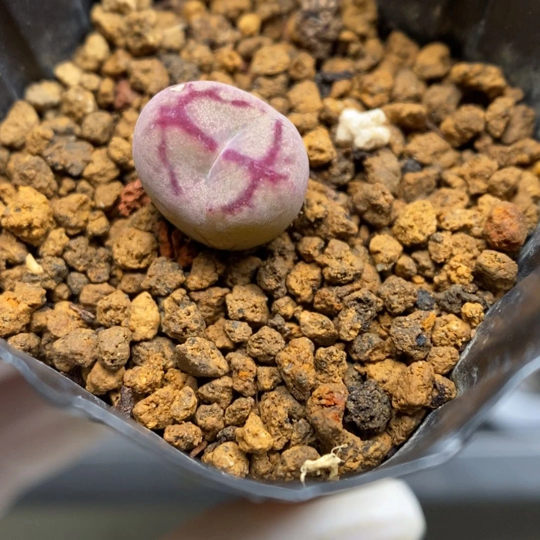 多肉植物肉锥杂交K-3555 墨杂 伤特