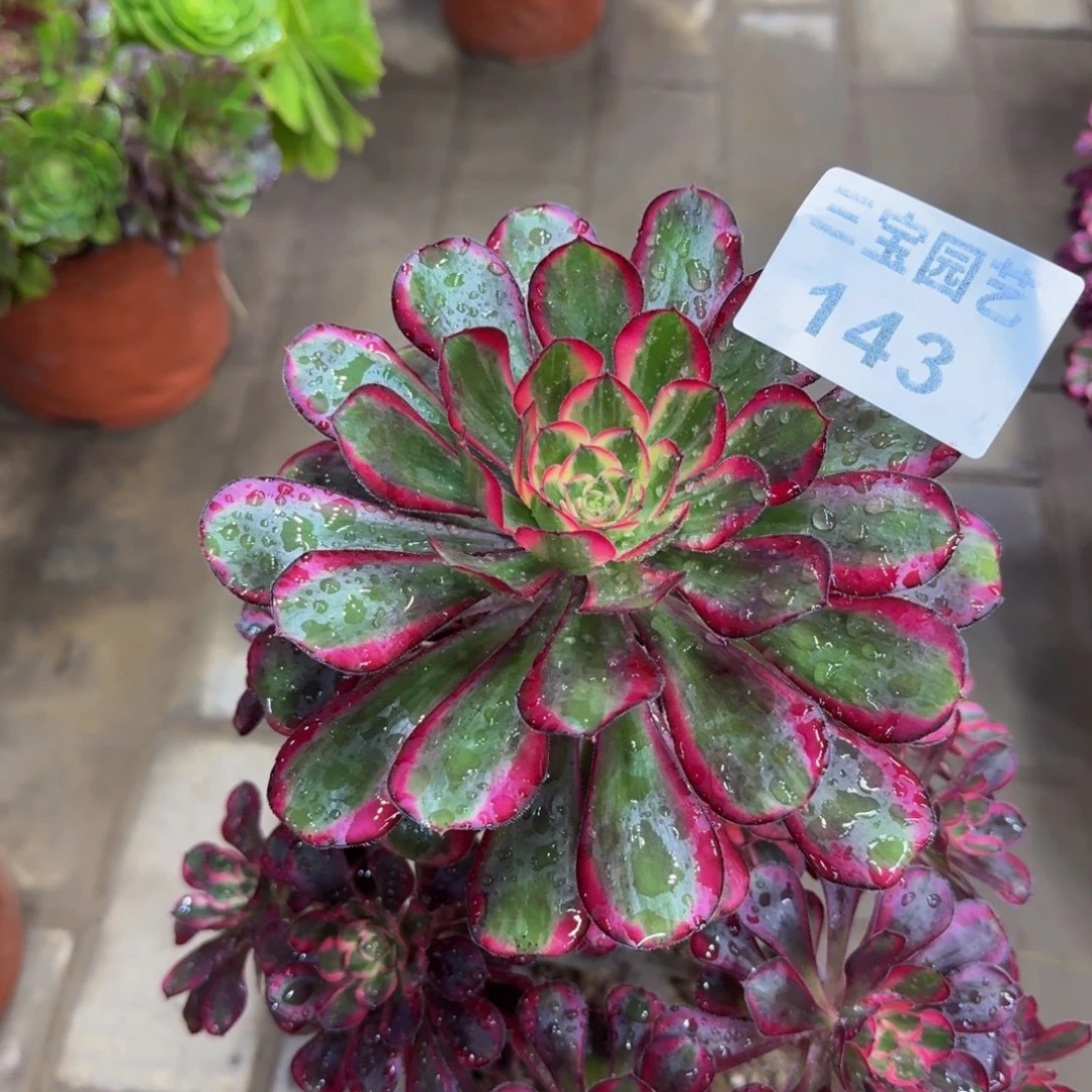 多肉植物143丽娜