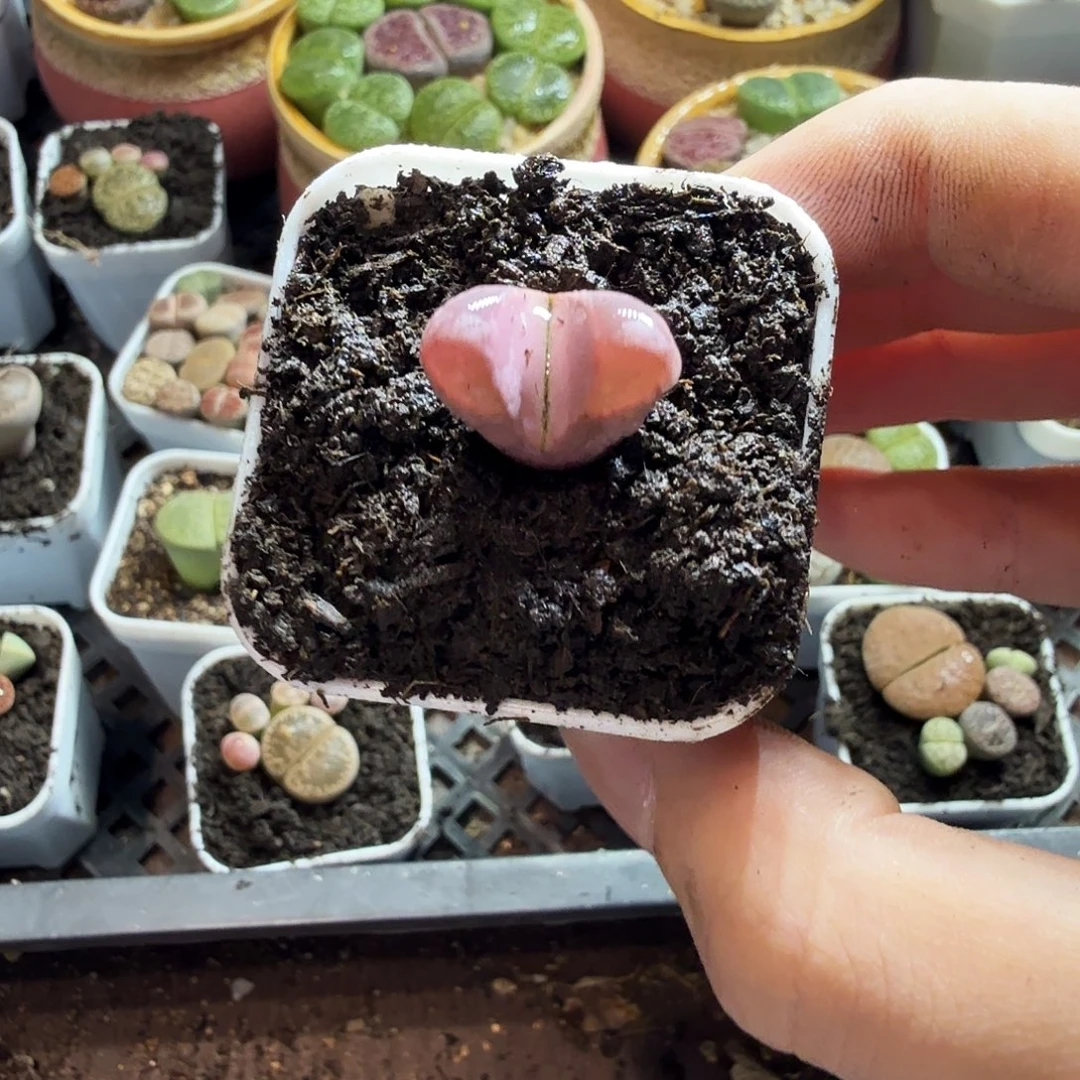 小****多肉植物的生长发育190