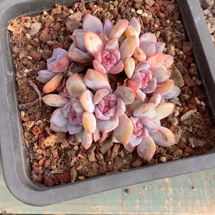 无花朵哈哈哈哈哈哈哈哈哈3