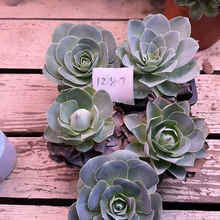 山地玫瑰一物一拍1287带盆发